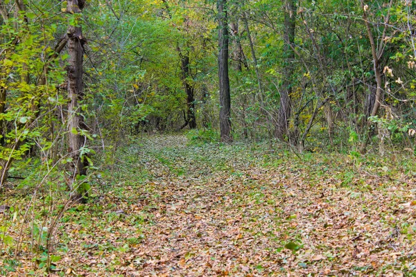 Vuile landweg in het bos in de herfst — Stockfoto