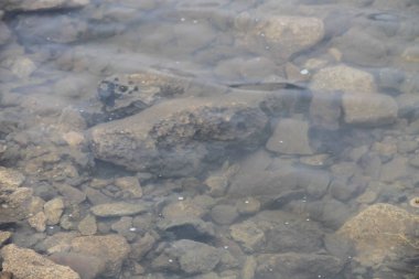Su dokusu arka planı. Nehir yüzeyi