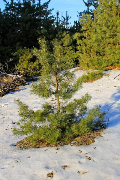 Pini verdi nella foresta in inverno — Foto Stock