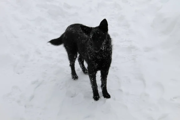 Černý pes ve sněhu — Stock fotografie