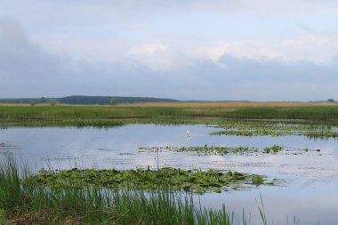 Nehirde beyaz balıkçıl
