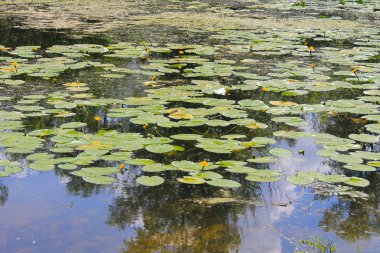 Sarı su çiçekler (Nuphar Lutea)