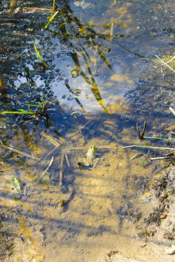 Bataklıkta kurbağalar
