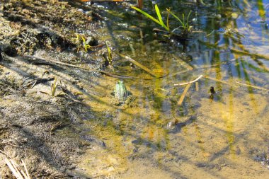 Bataklıkta kurbağalar