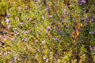 Yaz aylarında bir çayırda yabani kekik çiçekleri