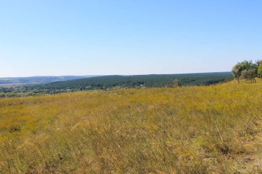 Yaz, yatay, çayır, ağaçlar ve tepeler