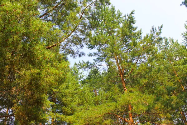 Pinhais altos em uma floresta de coníferas — Fotografia de Stock