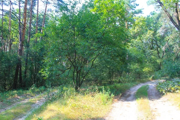 Camino en el bosque —  Fotos de Stock