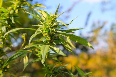 Esrar (kenevir) bitki