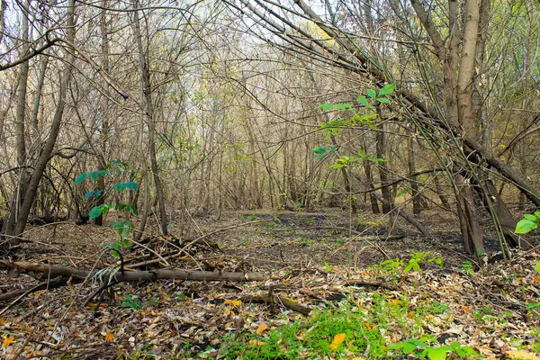 Bladverliezend bos in de herfst — Stockfoto