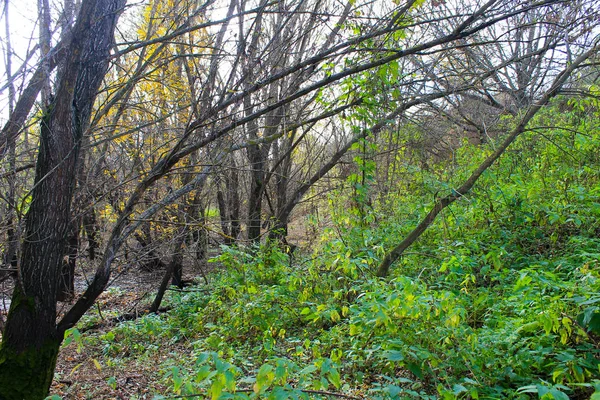 Bosque caducifolio en otoño —  Fotos de Stock