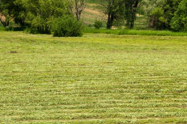 Taze mowed çayır saman satırlarla
