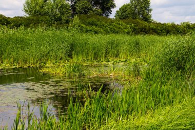 Su bitkileriyle kaplı bataklık nehri.
