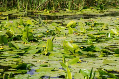 Sarı su çiçekler (Nuphar Lutea)