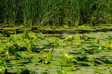 Sarı su çiçekler (Nuphar Lutea)