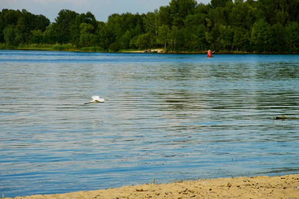 Pequeña garza o garza blanca (Egretta garzetta) en vuelo sobre el río Dnieper — Foto de Stock