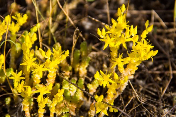 Goldmoss flores de piedra (Sedum acre) en el prado — Foto de Stock