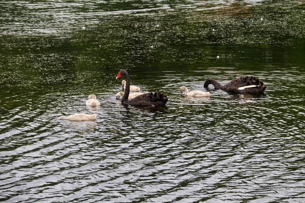 Семья чёрных лебедей плавает по поверхности озера — стоковое фото