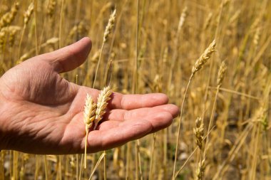 Erkek el altın buğday kulak buğday alanında tutarak