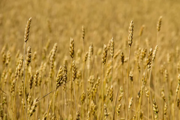 Pole zralá zlatá pšenice zblízka — Stock fotografie