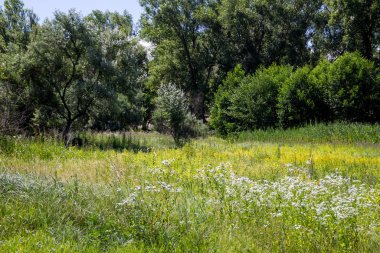 Yaz, yatay, yeşil ağaçlar, çayır ve mavi gökyüzü
