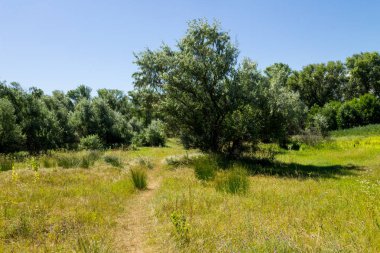 Yaz, yatay, yeşil ağaçlar, çayır ve mavi gökyüzü