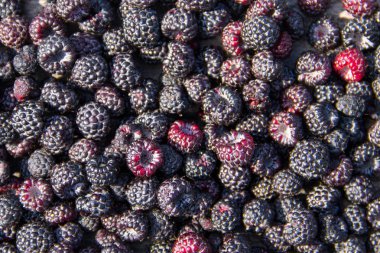 Taze olgun böğürtlen arka plan