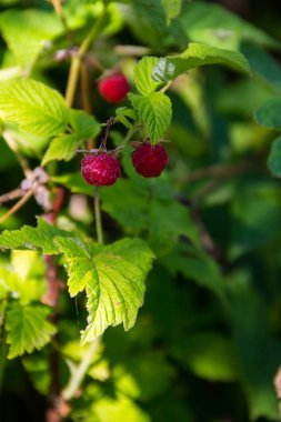 Bahçede bir çalı üzerinde Olgun ahududu