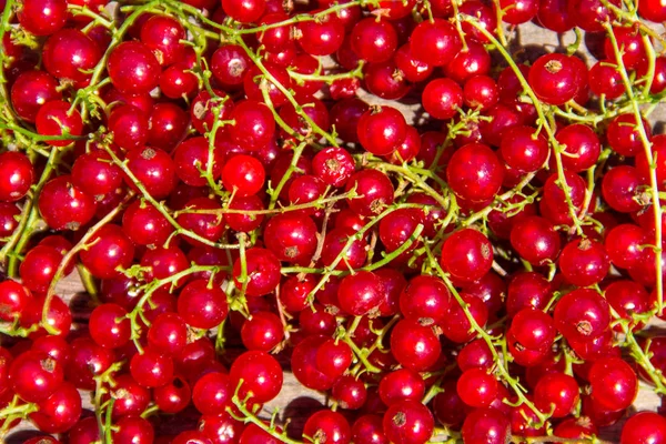 Fresh ripe red currant for background — Stock Photo, Image