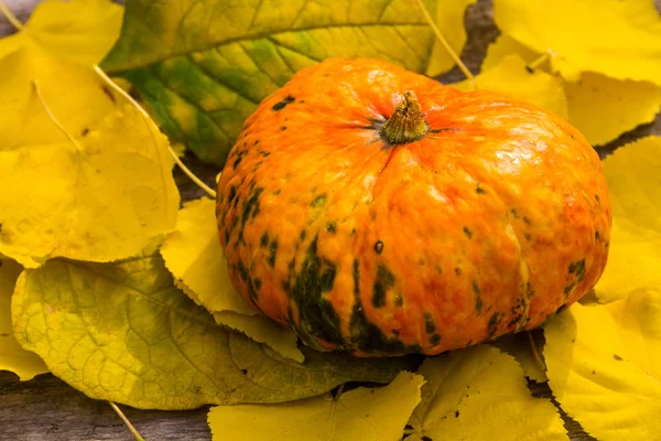 Pequeña calabaza decorativa sobre hojas amarillas de otoño —  Fotos de Stock