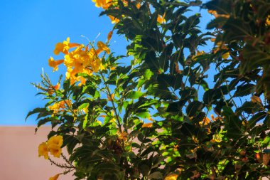 Tecoma stans çiçekler. Yaygın adları sarı trompetçi, sarı çan, sarı yaşlı, zencefil-thomas