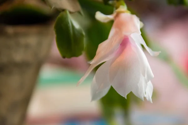 White-pink blooming Christmas cactus (Schlumbergera) in flower pot — Stock Photo, Image