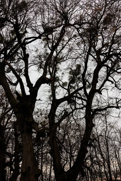 恶劣多云天气下森林中的无花果树 — 图库照片