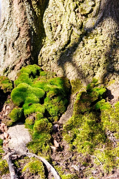 Mousse verte sur le tronc de l'arbre — Photo