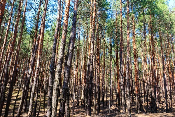 Bosque de pino verde — Foto de Stock