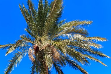 Mavi gökyüzü arka planında palmiye ağacı