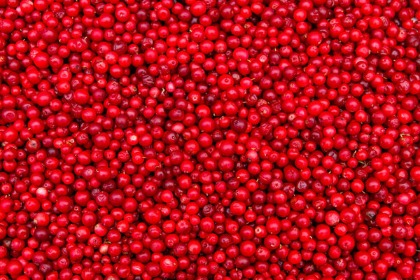 Background of ripe red lingonberry (cowberry, partridgeberry) 