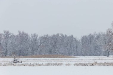 Karlı çayır ve karla kaplı ağaçlarla kışın kırsal alan