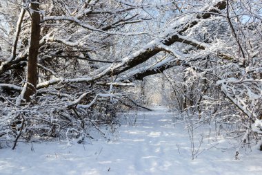 Snowy orman patika. Kırsal kış manzara