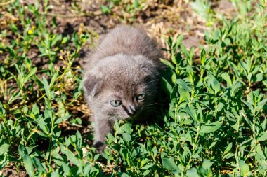 Yeşil çimenlerin üzerinde gri İskoç Fold yavru kedi