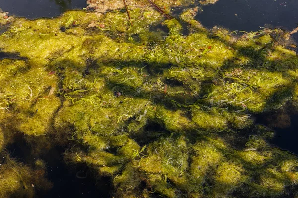 Algues vertes à la surface de l'eau — Photo