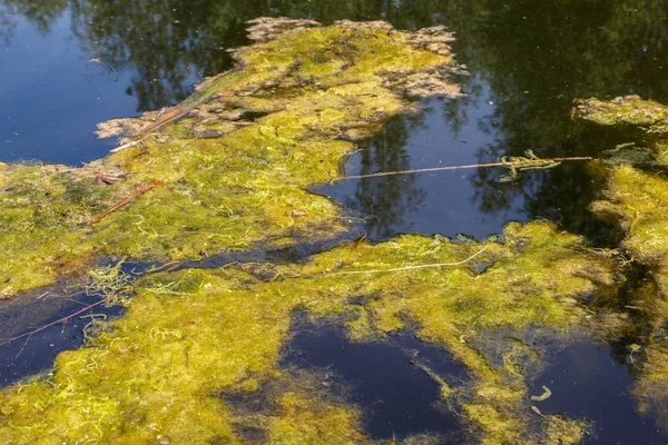 Πράσινα φύκια στην επιφάνεια του νερού — Φωτογραφία Αρχείου