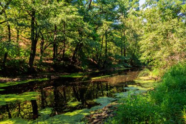 Yazın ormanda küçük bir nehir.