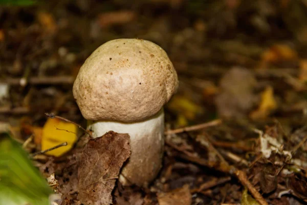 Edible mushroom in the forest — Stock Photo, Image