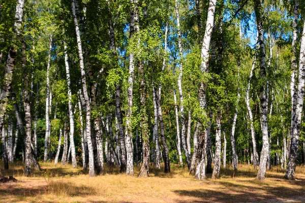 Hermosos abedules en el bosque de abedules en verano — Foto de Stock