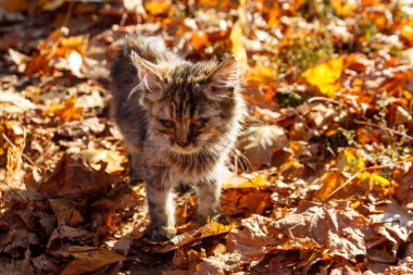Şehir sonbahar parkında evsiz hasta kedi yavrusu