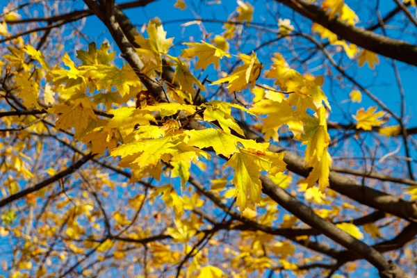 Folhas de outono amarelas de bordo close-up — Fotografia de Stock