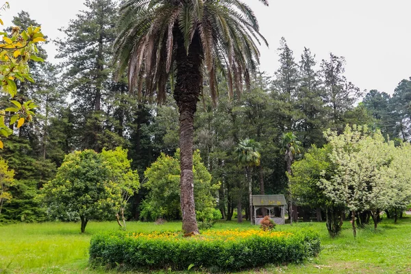 Gyönyörű datolyapálma a Batumi botanikus kertben, Grúzia — Stock Fotó