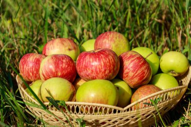 Yeşil çim sepette taze olgun elma