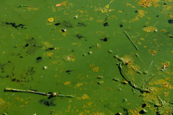 Agua verde floreciente. Algas verdes contaminadas río — Foto de Stock